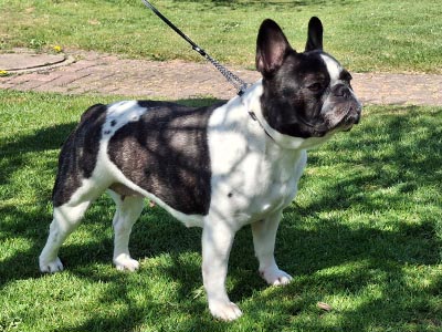 Djamila Frenchie vom Elisabeth-Brunnen