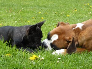 Boxer und Bully